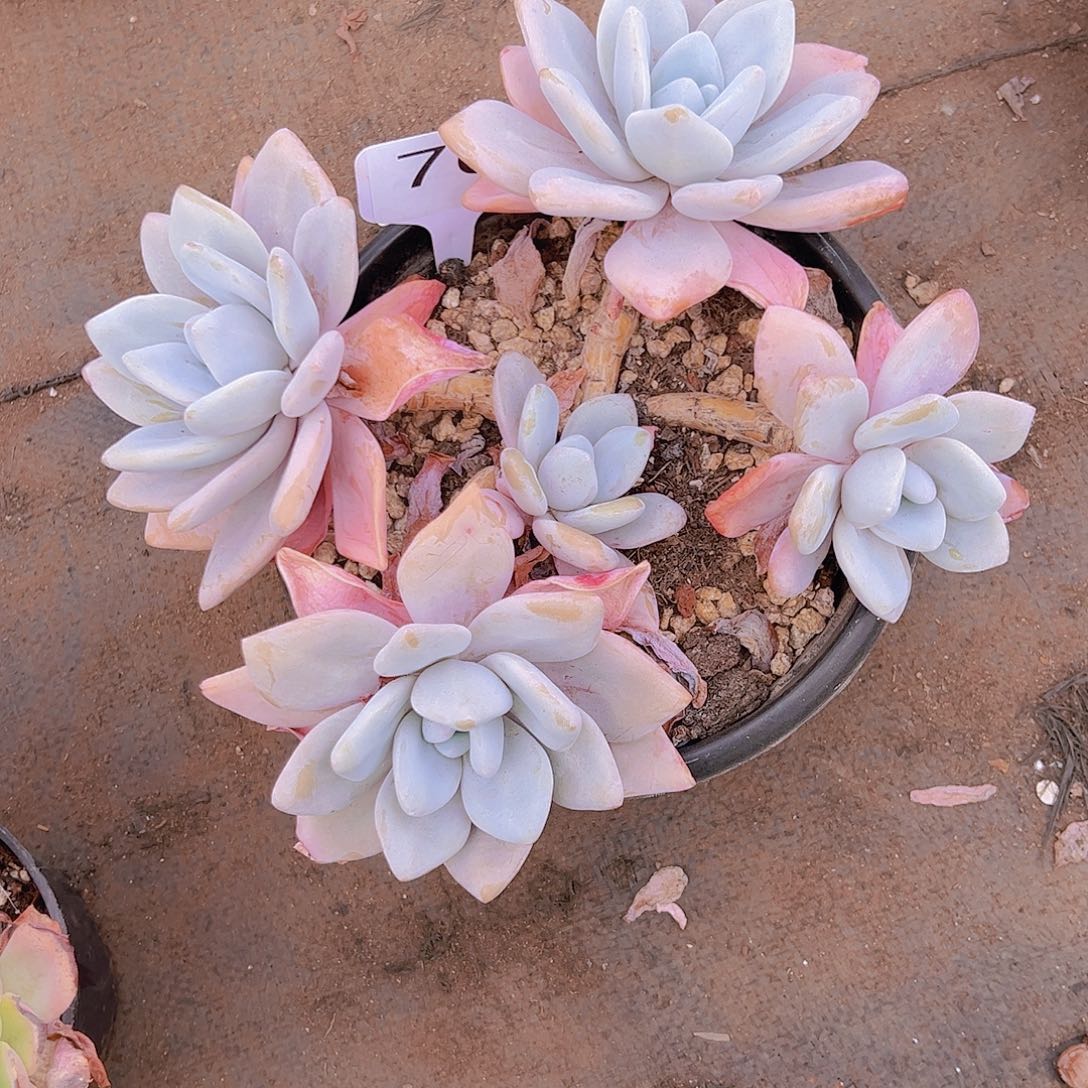 鹅*76粉兔35。。。。。