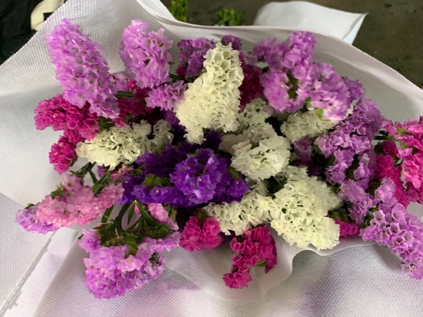 【西藏新疆买花】勿忘我10枝混色 可做干花 3单1运费 