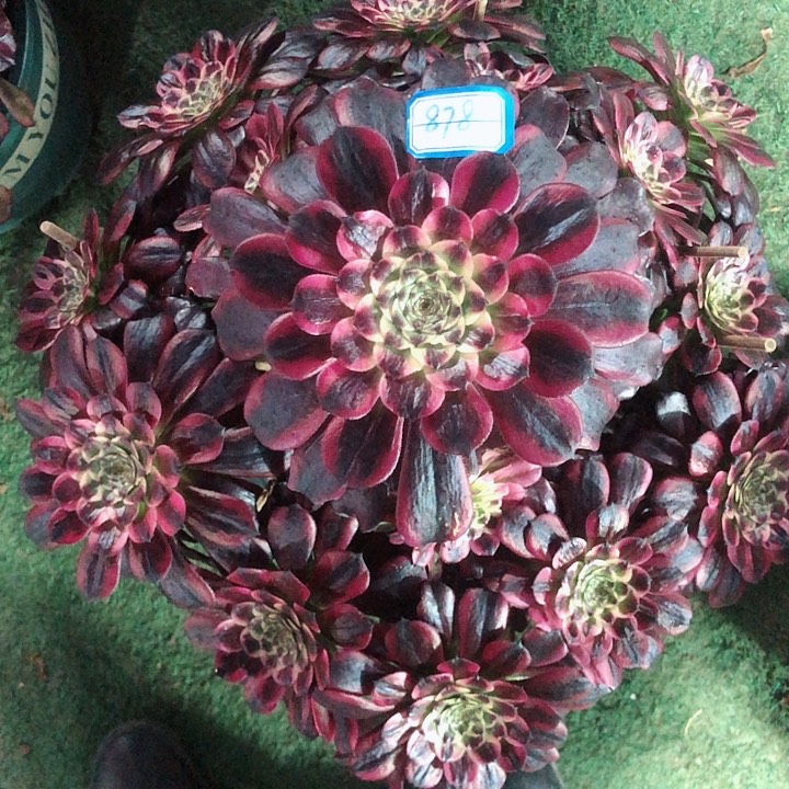 878美姬多肉法师