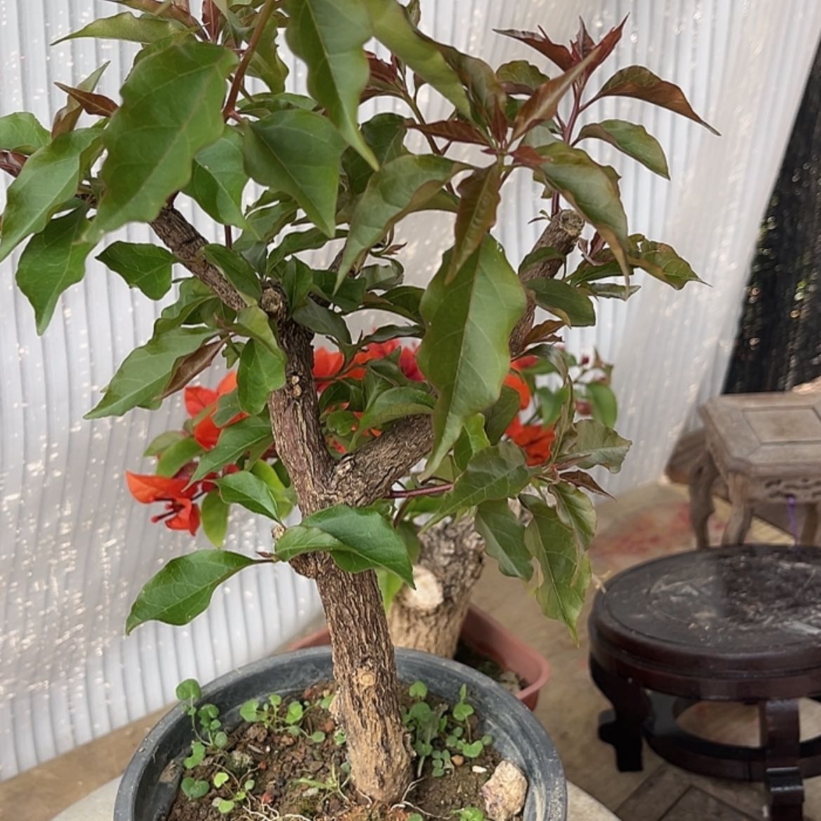 【闪购商品】完全开放小*