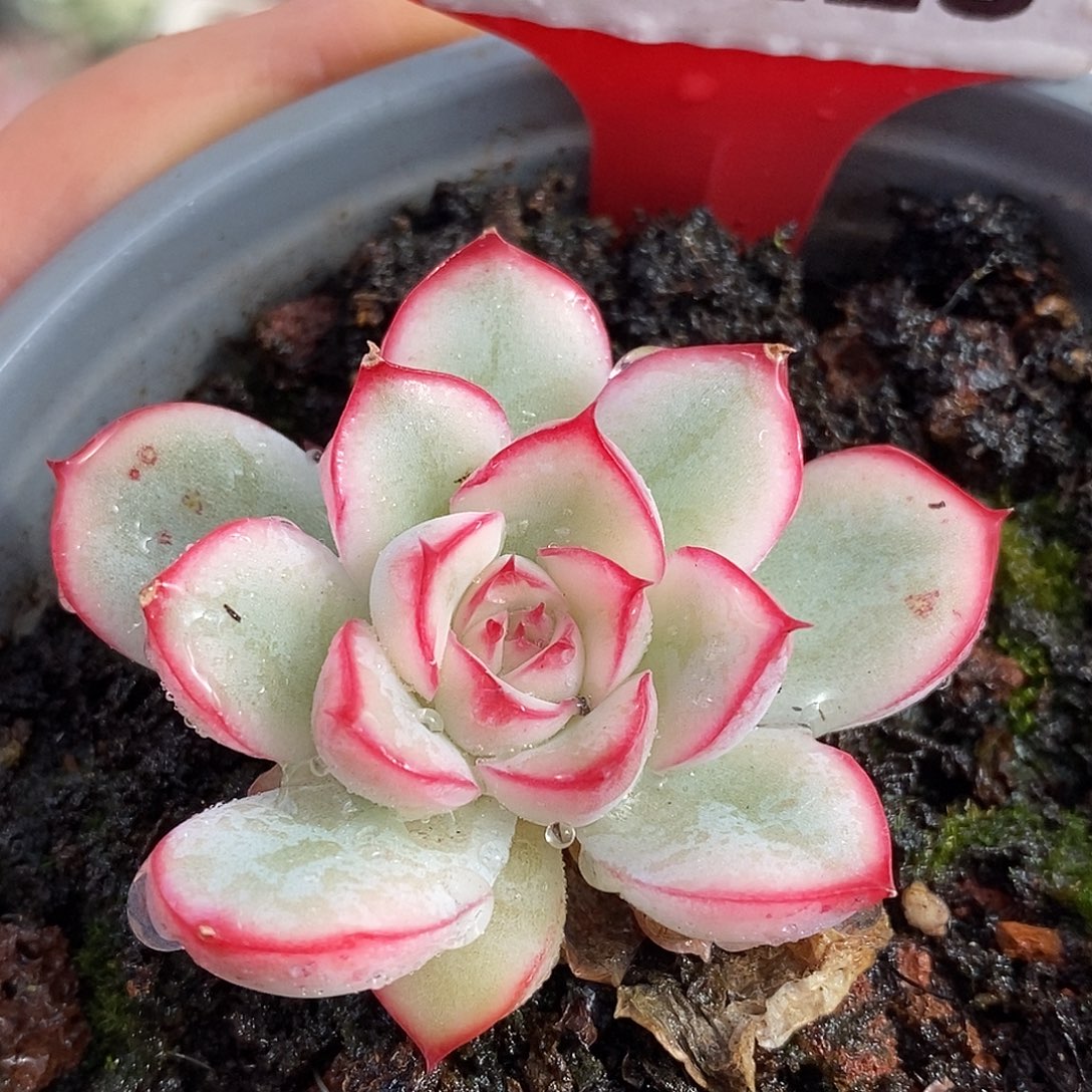 223荷花哈哈哈哈哈