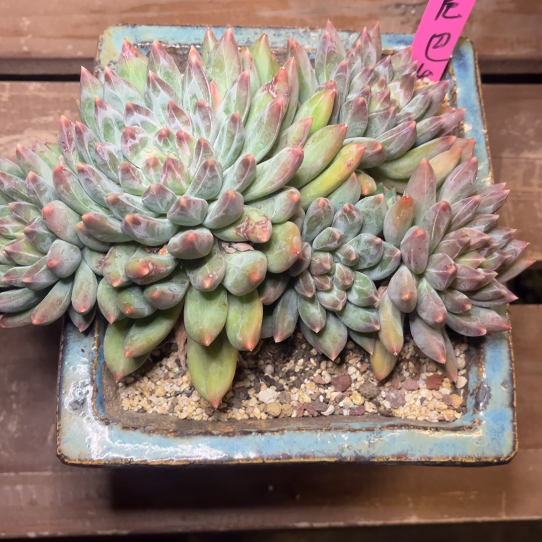 ****巴重楼脱土发货，，，尾巴