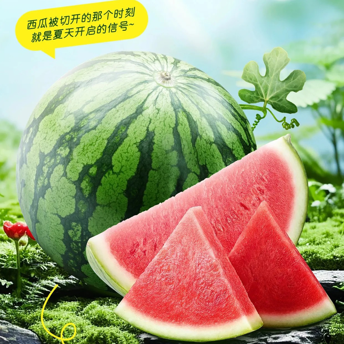 果切～麒麟西瓜/500克～脆甜无籽 切盒的云南省