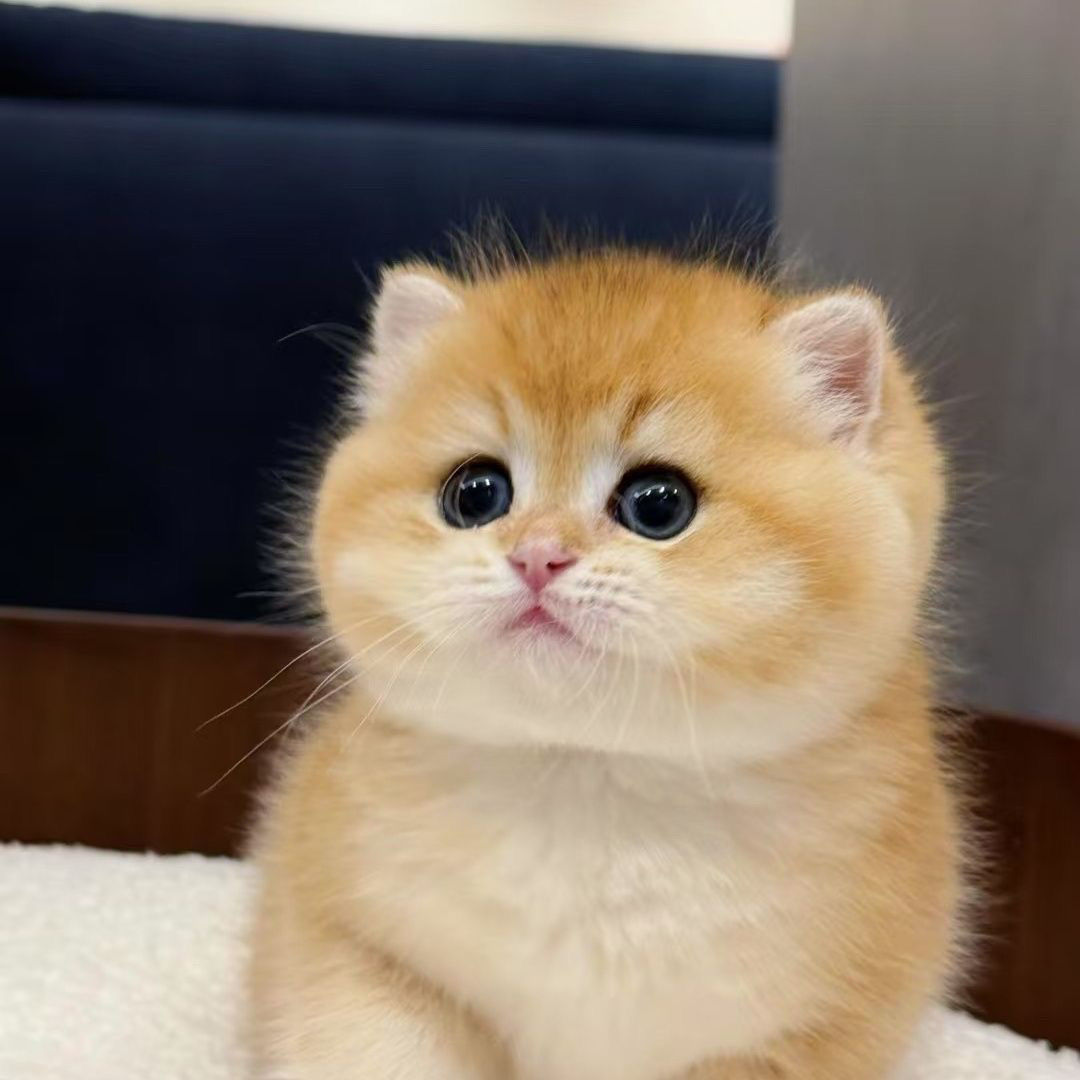 金渐层幼猫活体幼猫短毛网红猫便宜幼崽招财猫宠物猫猫咪活物英短