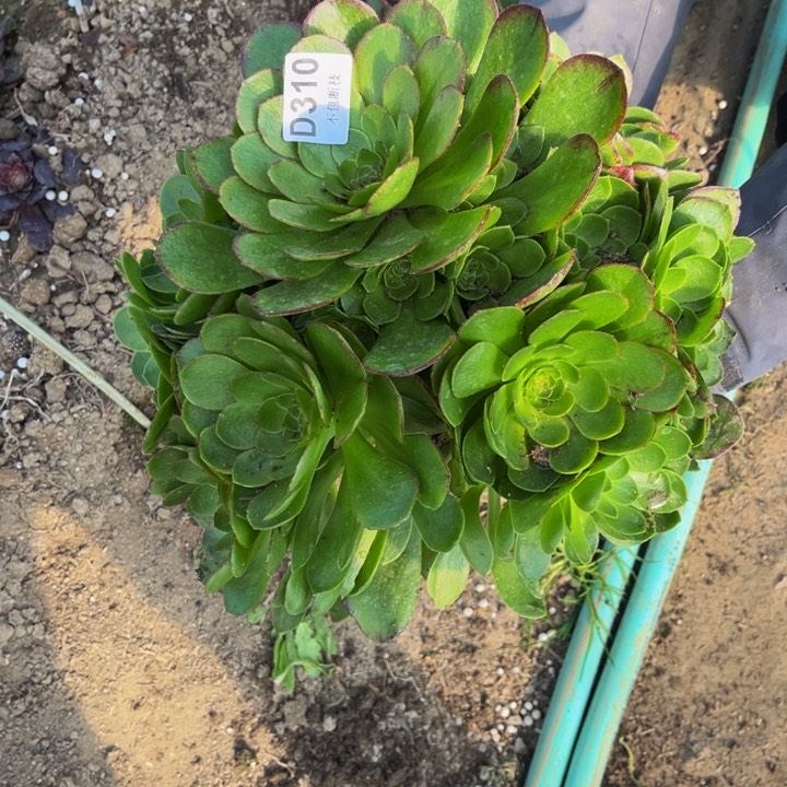 310万圣节多肉法师不包断枝