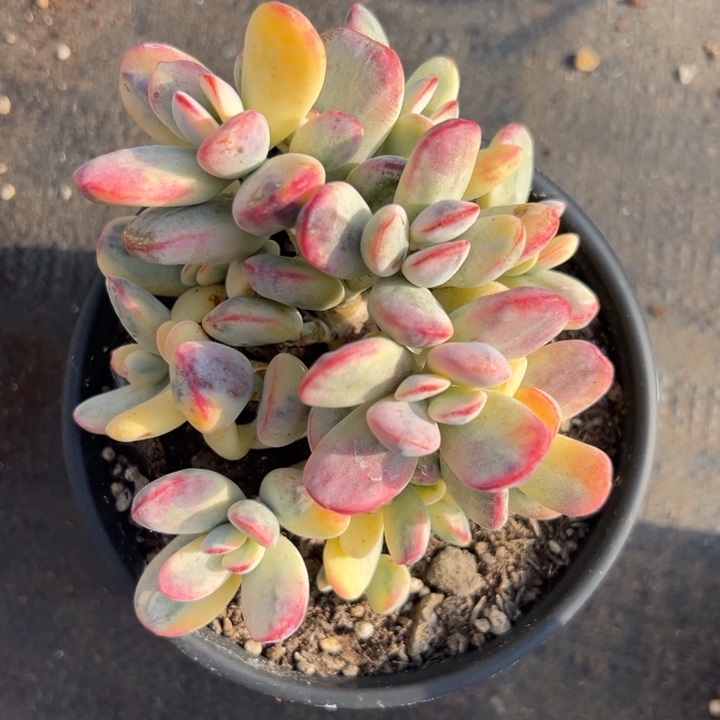 无花朵334号福娘锦无砍嫁接落地