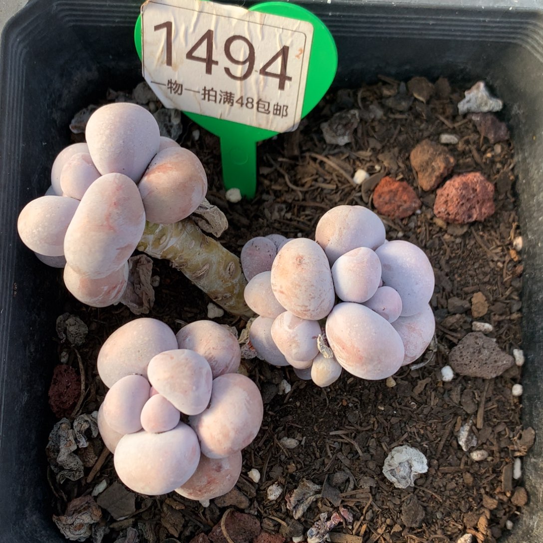 烟美人奶酪开播福利