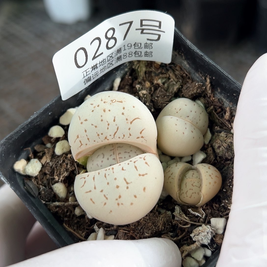 好养易活生石花大母本0287