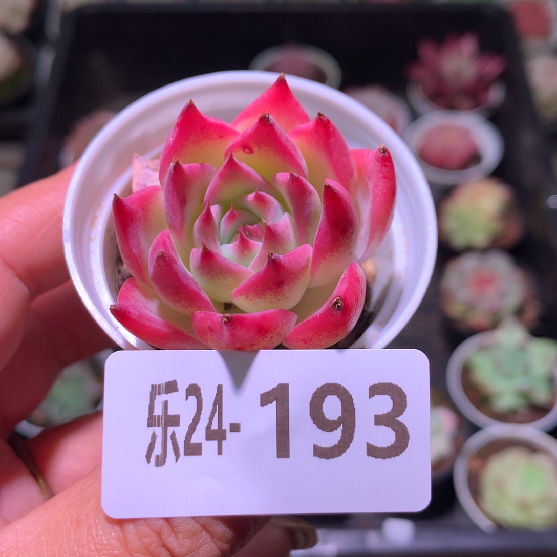 乐然24-193 吉娃娃 