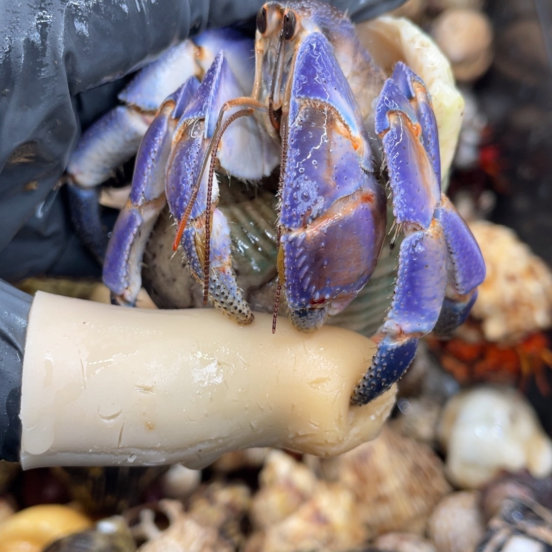 不退不换活体宠物62