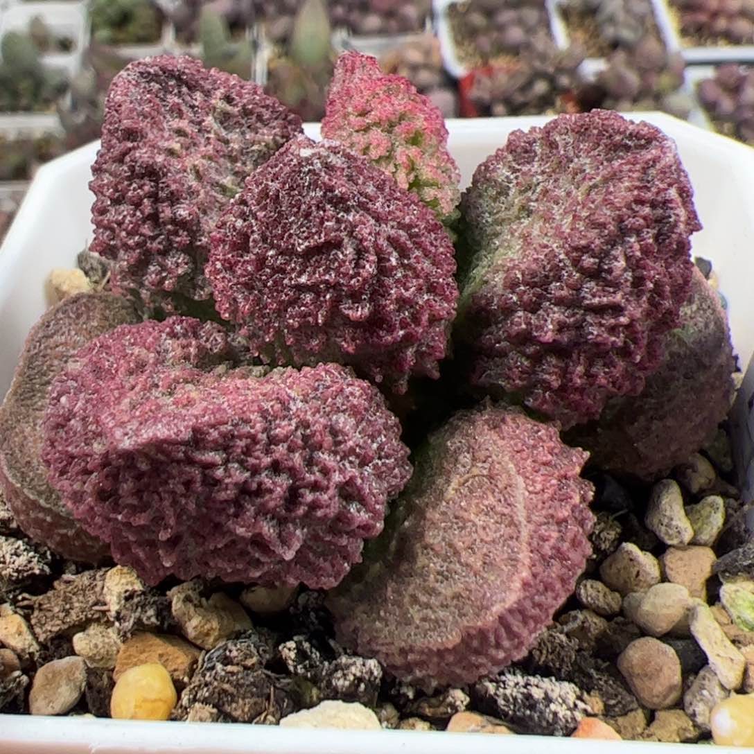 实生新品整颗多肉植物水泡