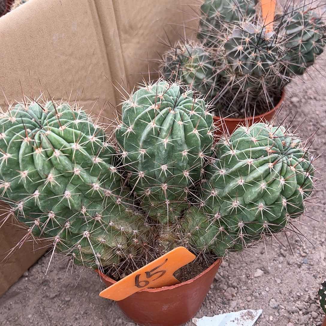 自根黑喉脱土，偏远不包邮