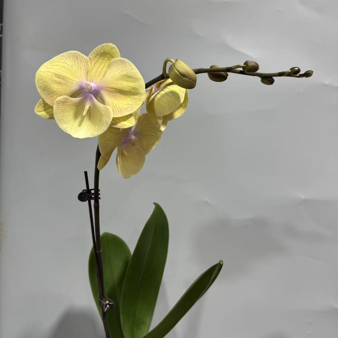 蝴蝶兰【金玉满堂】（拍3颗及以上配盆）昆明基地直发