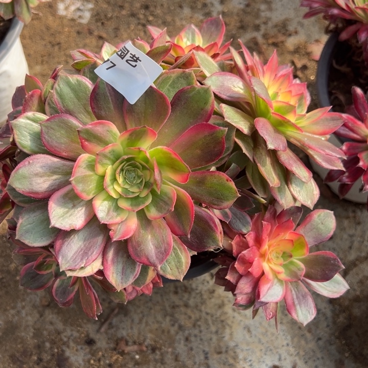 黑魔锦多肉植物法师177