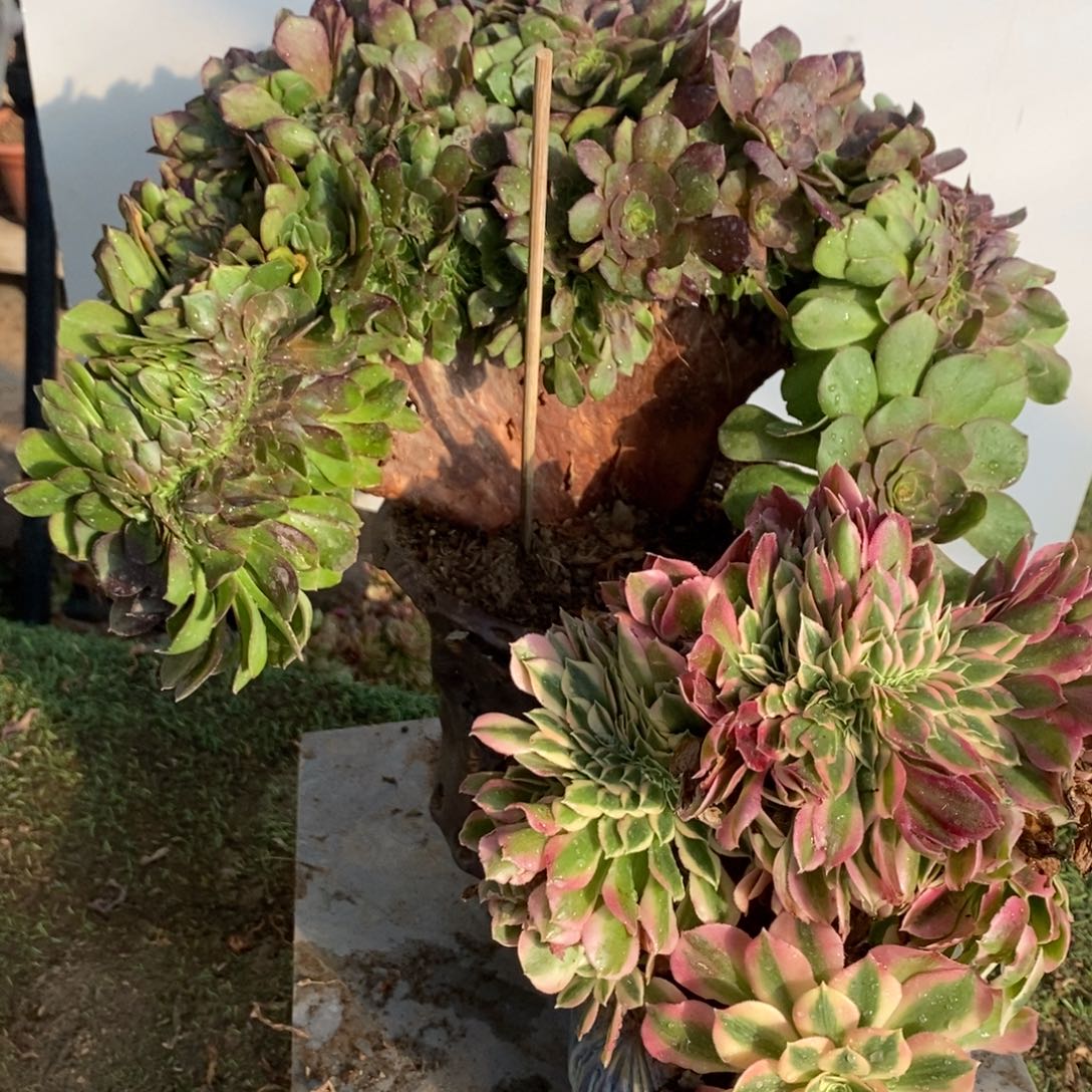 万圣节➕粉女巫1040号多肉