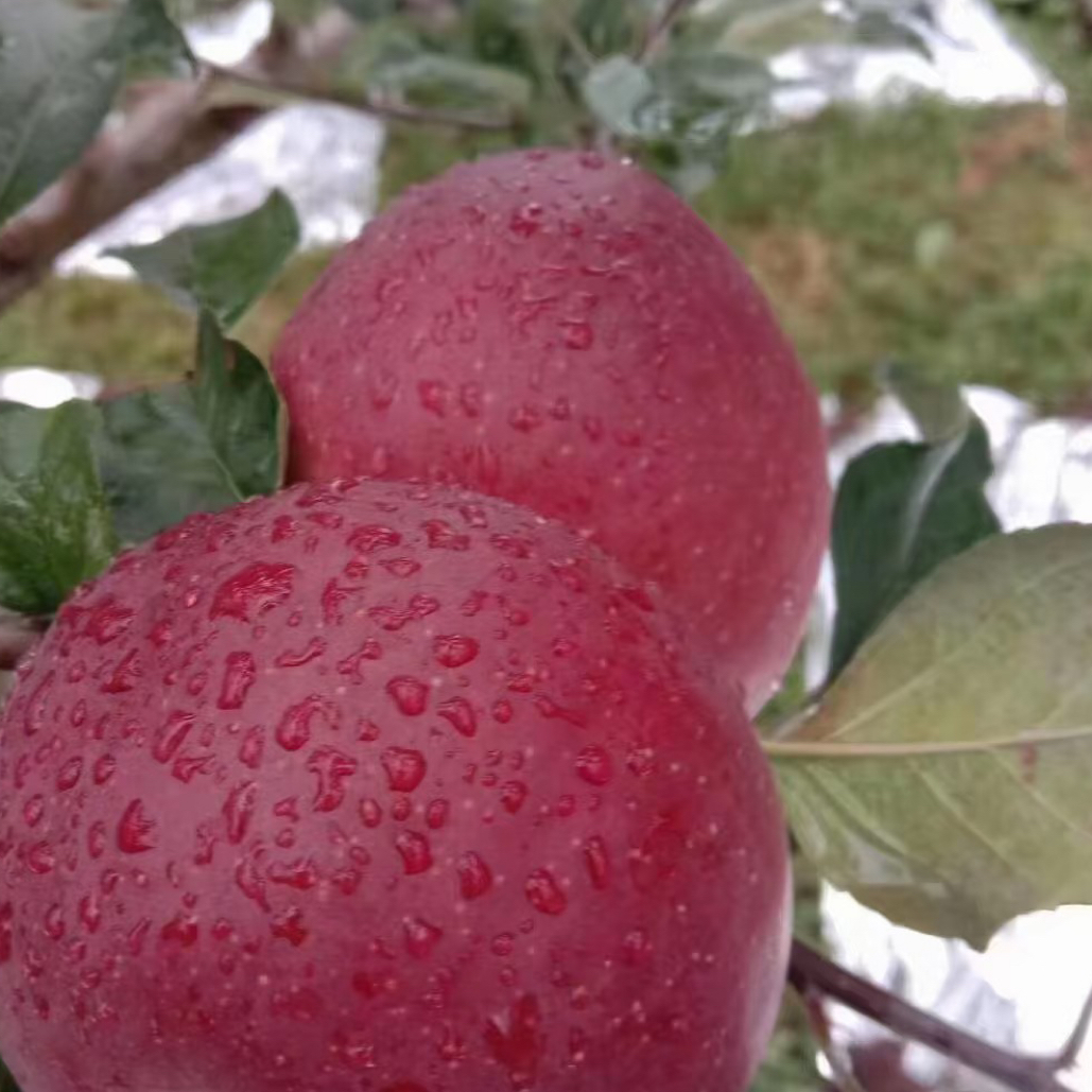 大凉山苹果一盒四枚上海市