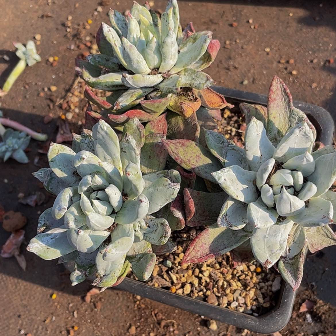 【闪购商品】帕翠莎老桩