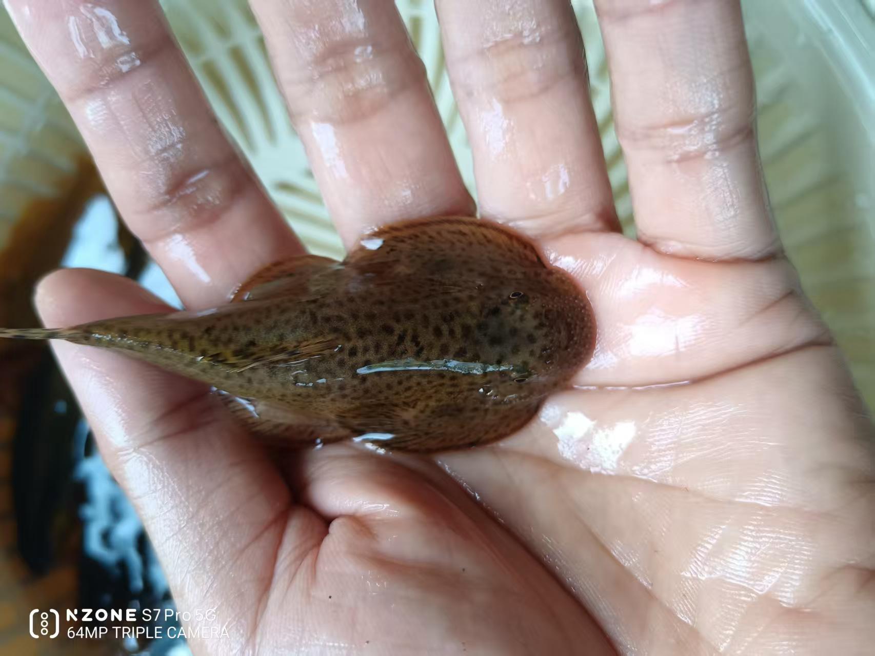 溪流原生观赏鱼贵爬吸鳅