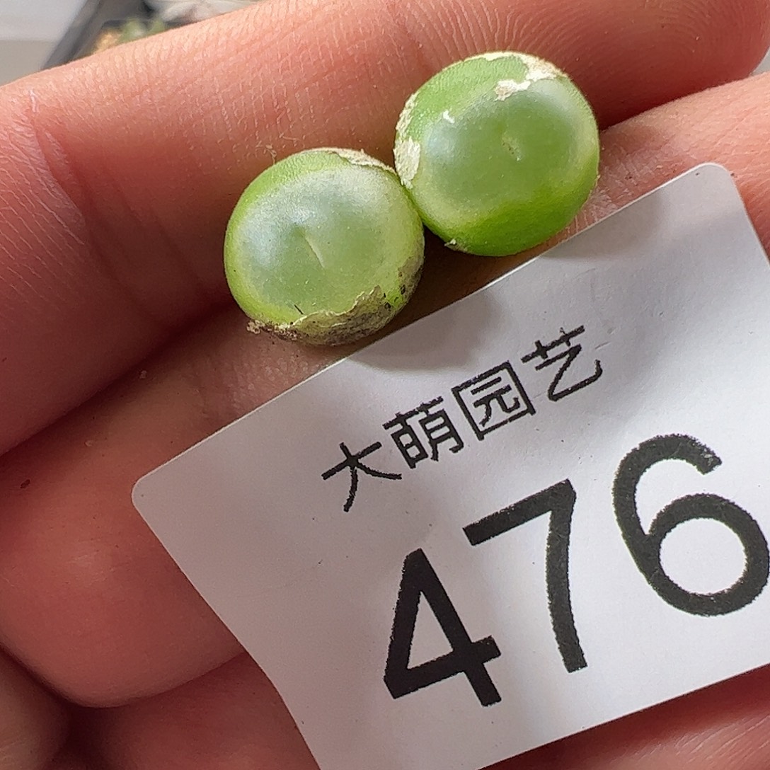 一物一拍。          476