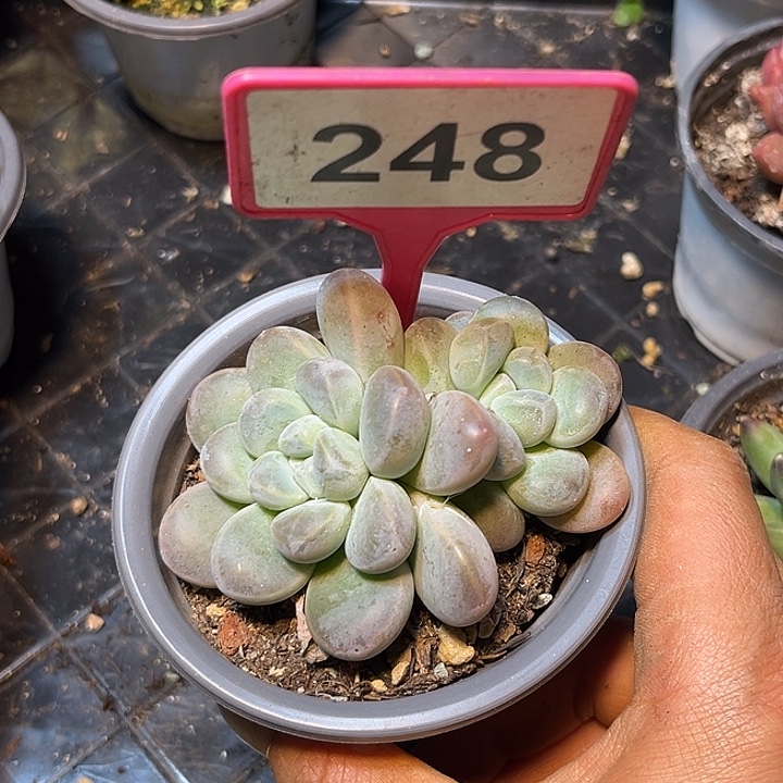 多肉植物香玉群248