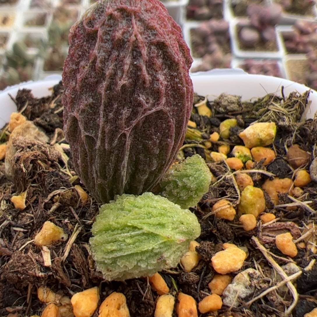 实生低叶苗多肉植物水泡多肉植物