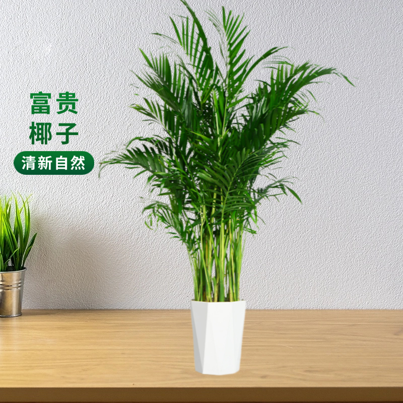 1.5-1.6米富贵椰子盆栽室内客厅大型绿植吸甲醛植物富贵椰花卉