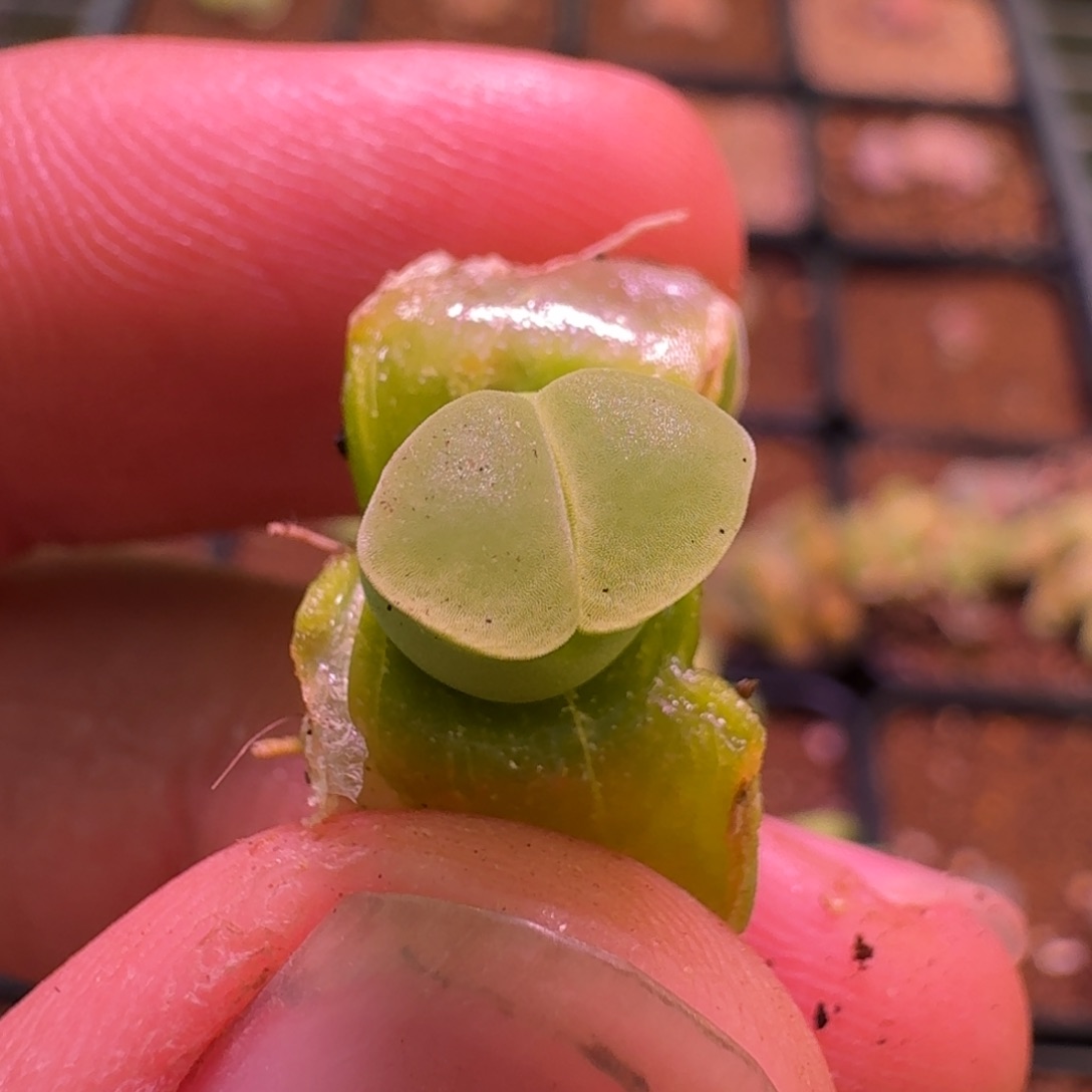 云缦精品番杏20.84