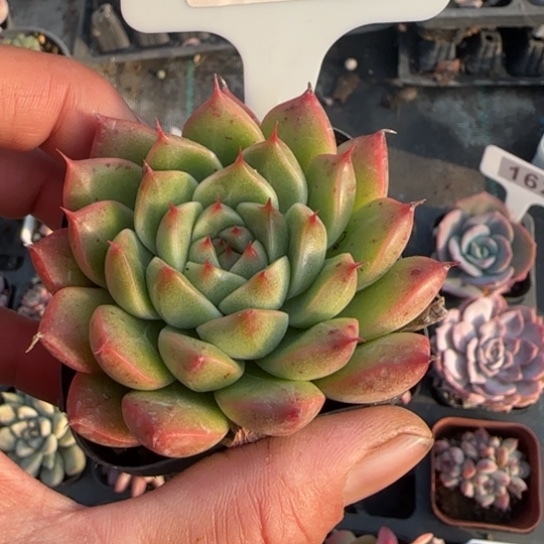 40海王多肉植物多