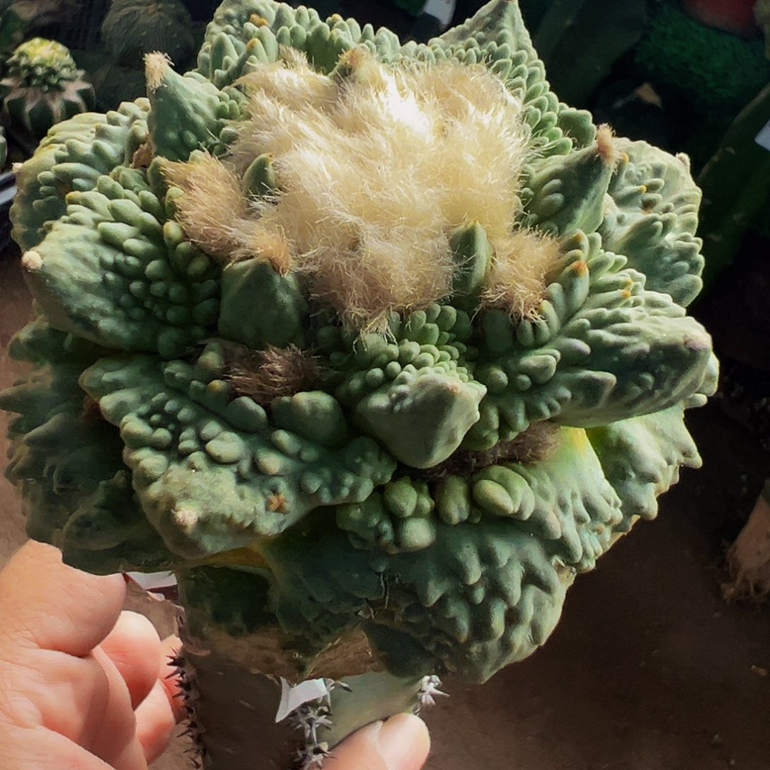 无花朵福利尖尤颗粒怒涛牡丹033