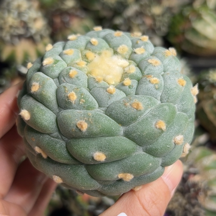 88 可帮发根可发货