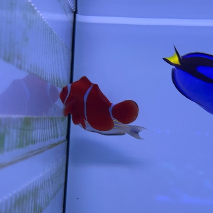 海水鱼透红9cm+b110包装运费20