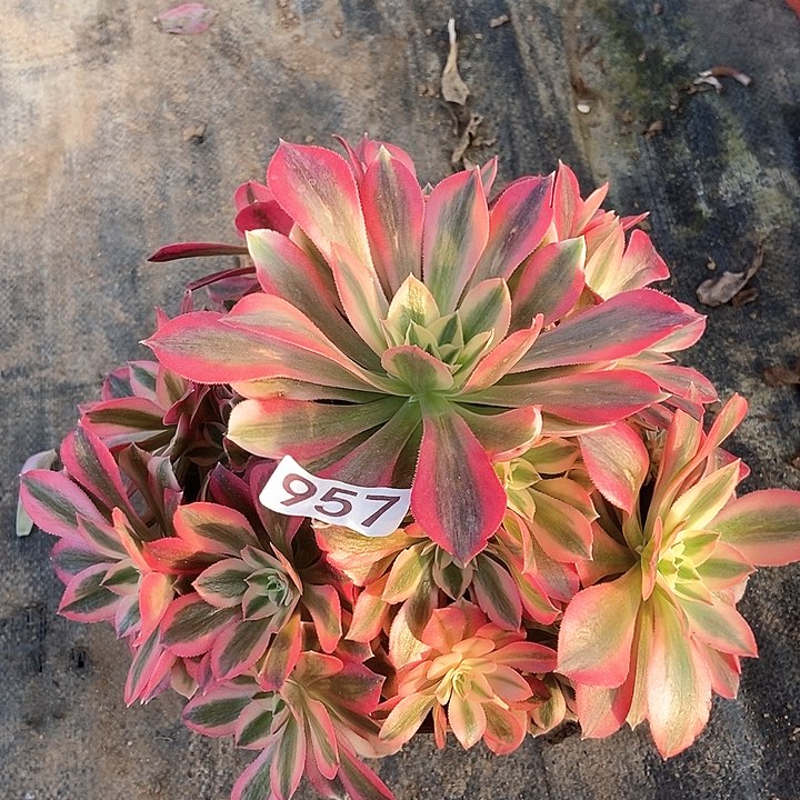 粉女巫957多肉不包断