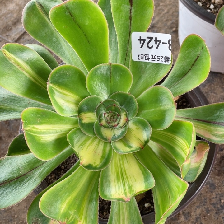 424暴君多肉12345678