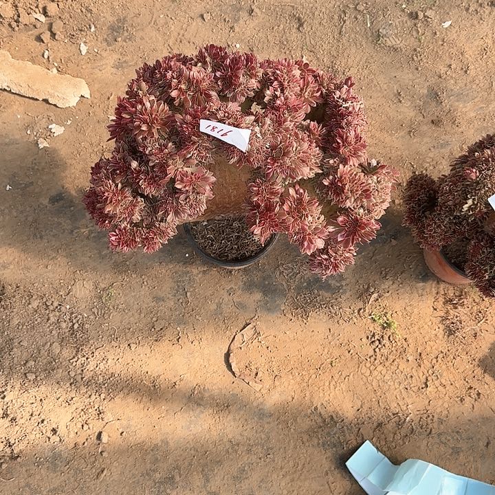 阿*缀话脱土发货缀话