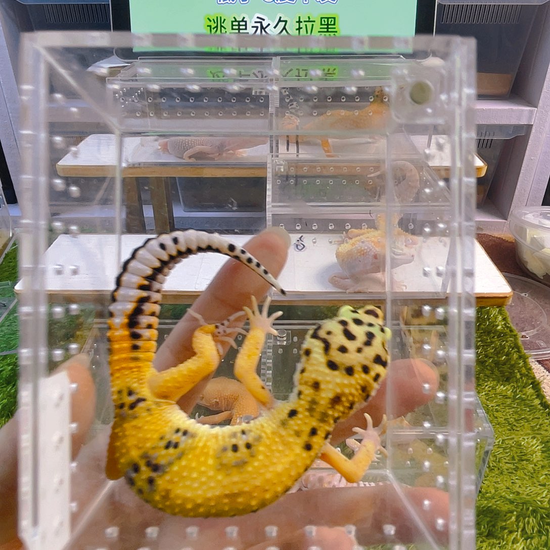 豹纹守宫守宫好看迷人可爱