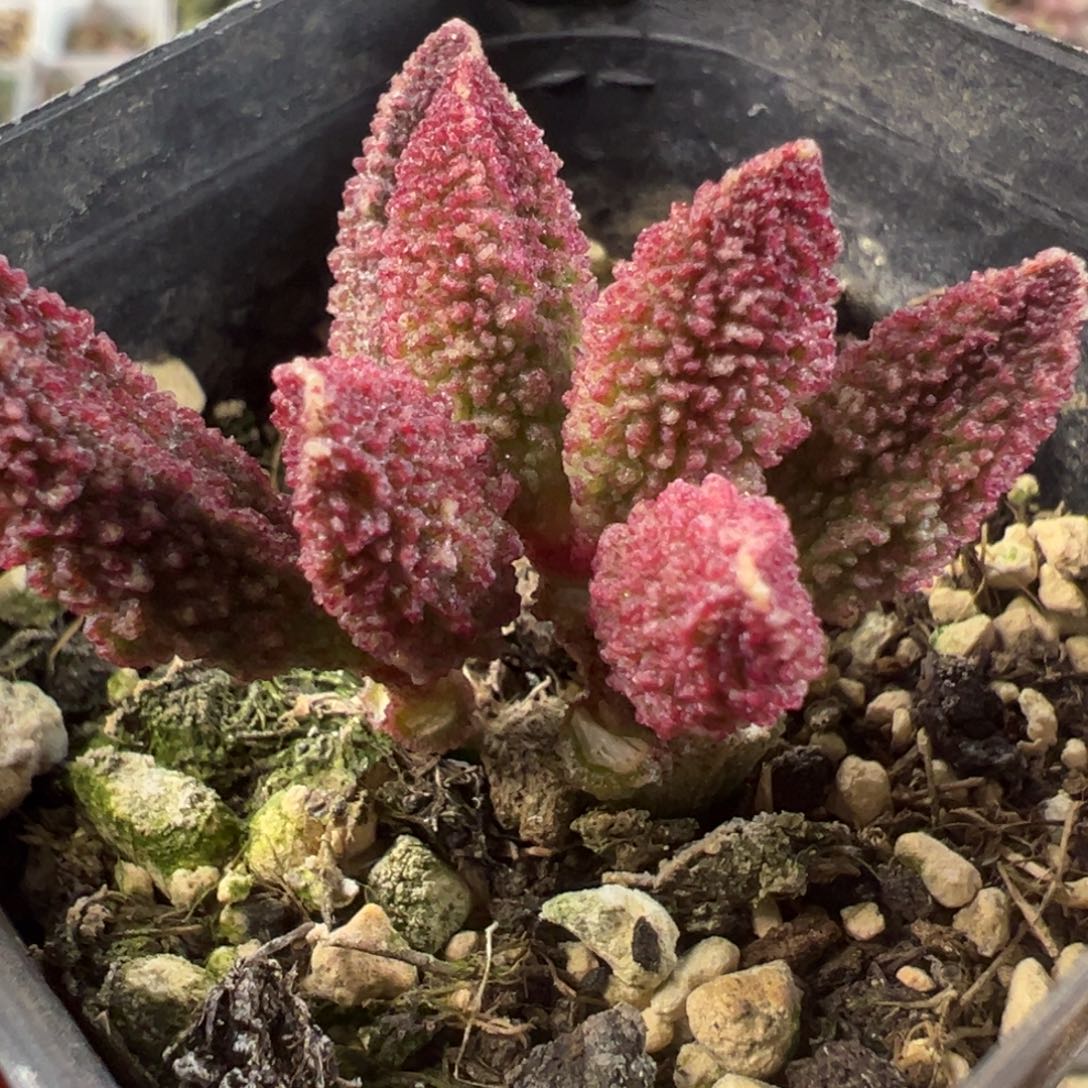 实生新品多头纯木质桩多肉植物