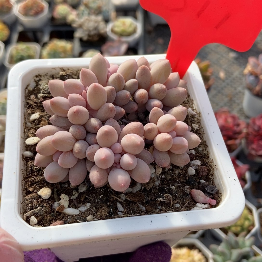 511婴儿手指多肉植物