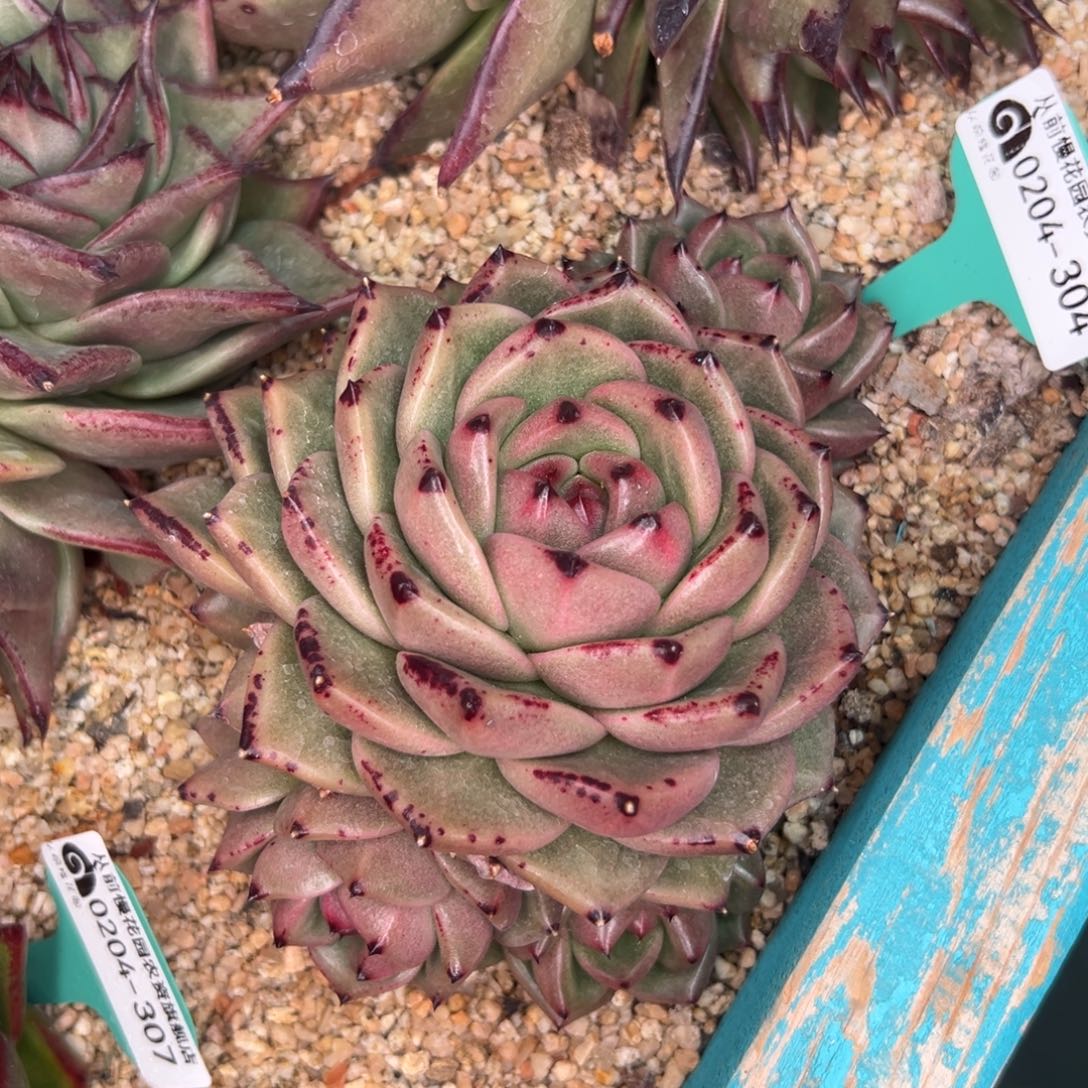 多肉一物一拍0204-304