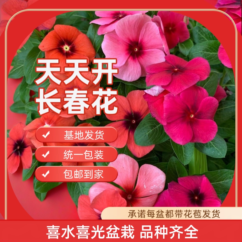 天天开盆栽花卉，花量大，花期长