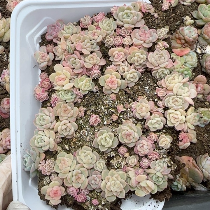 44号王者系列多肉一盒