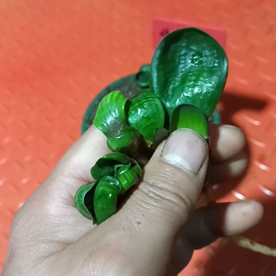 君子兰小苗君子兰小苗君