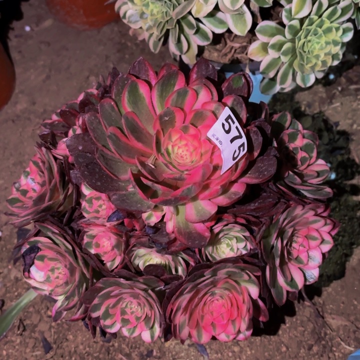 575半糖荔枝多肉植物不售后
