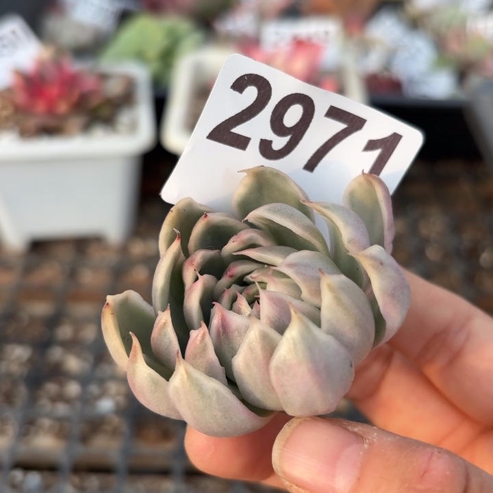 头盖锦多肉植物满18包邮当场凑单