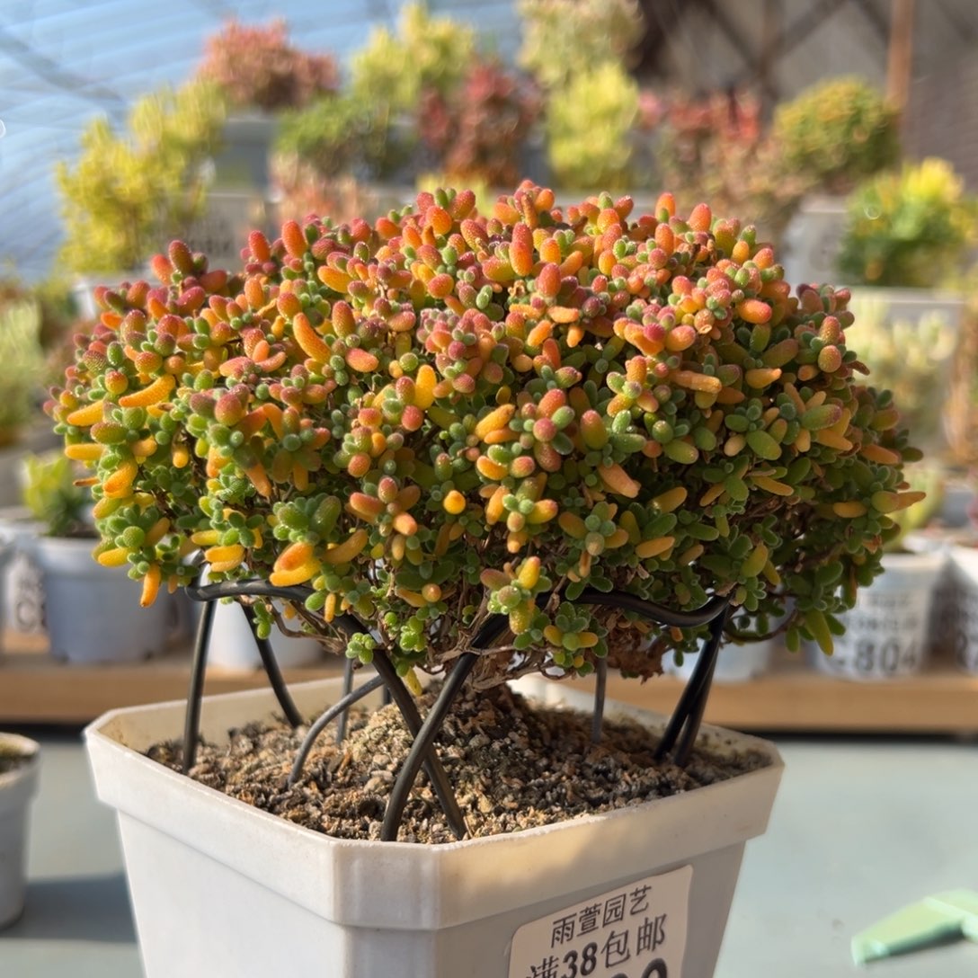 2-730枝干番杏蜜橘糖球老桩4年冠幅15+厘米（可满减10元）