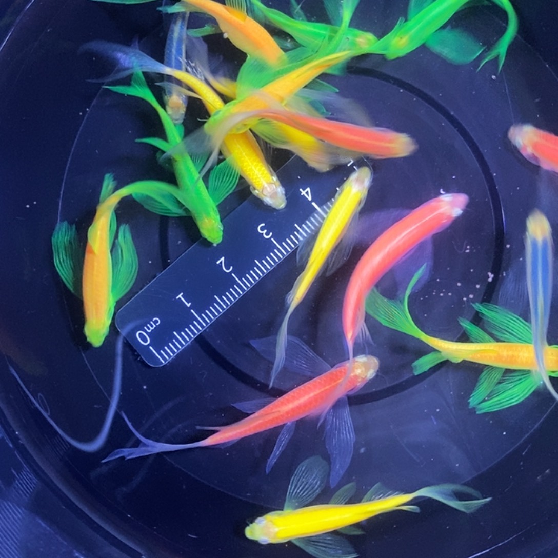 斑马鱼蝶翼斑马3.5-4厘米16送2