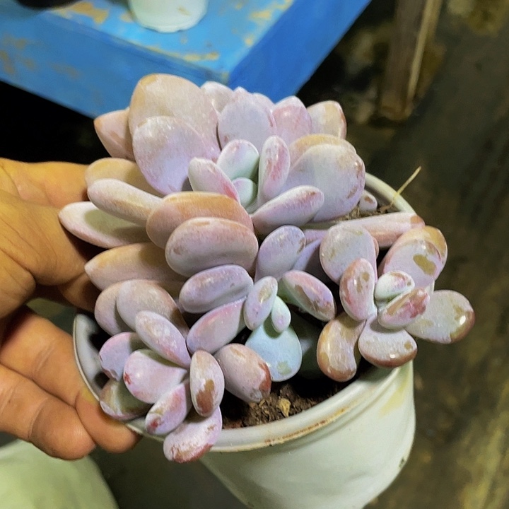 拉拉奶哦哦哦哦哦哦