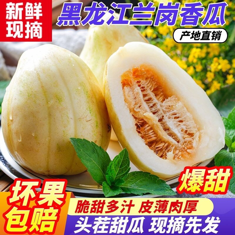 黑龙江头茬大地香瓜甜瓜兰岗白糖罐应季新鲜水果脆甜多汁顺丰包邮