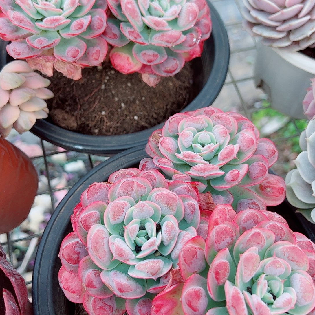 雨滴多头群生精品特价