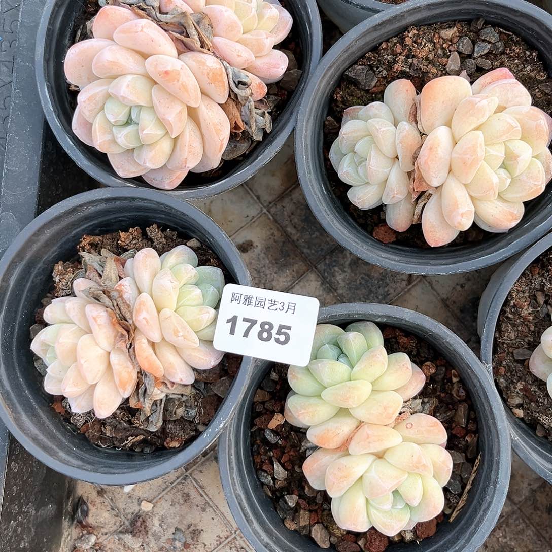 阿雅园艺。    1785