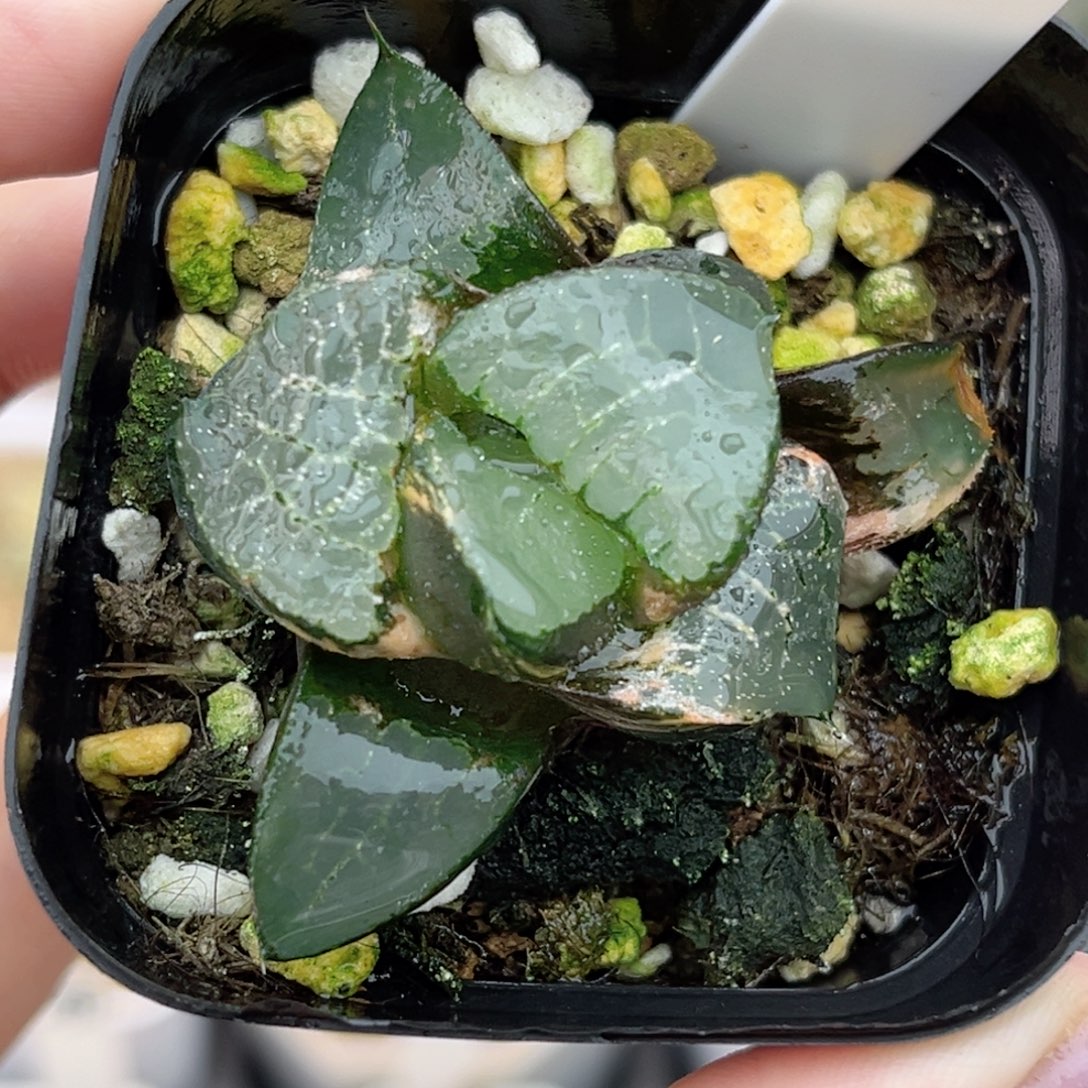 10龙禧克锦福利专场